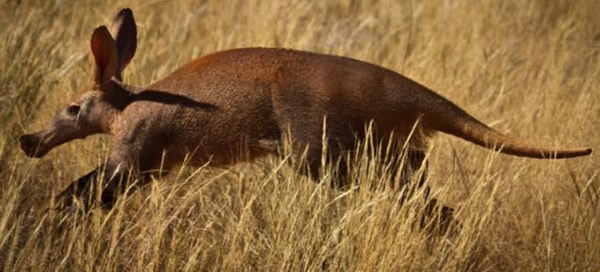 南非土豚视力差觅食无意撞同伴