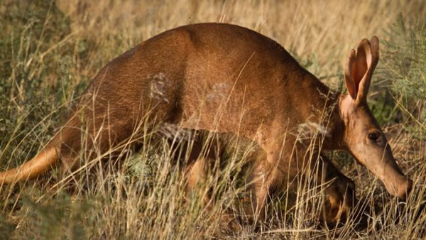 南非土豚视力差觅食无意撞同伴