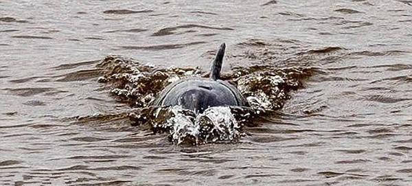 英国一条河中竟然发现一只海豚