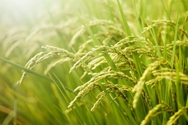 研究人员称转基因作物或将意外导致野草泛滥