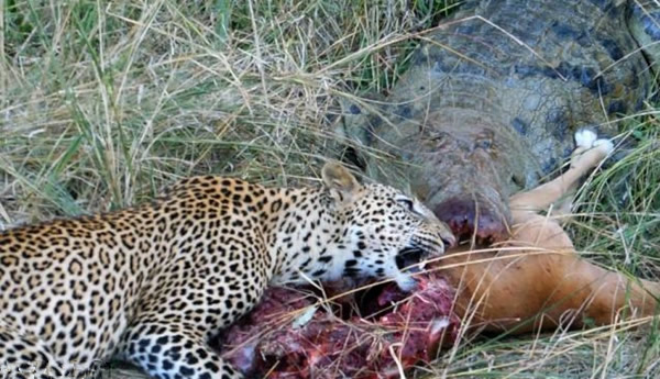 美洲小猎豹与巨鳄争食羚羊