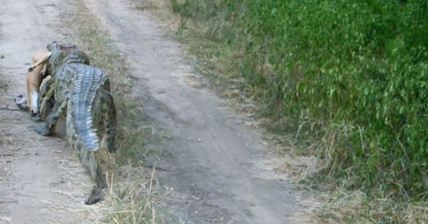 美洲小猎豹与巨鳄争食羚羊