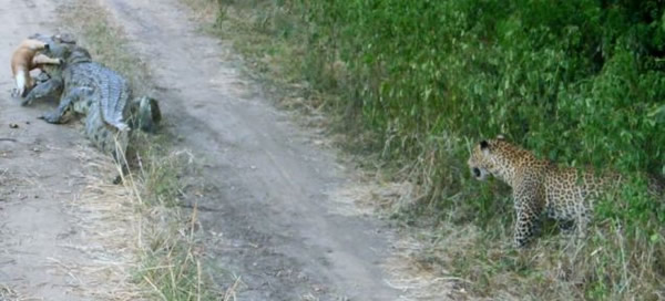 美洲小猎豹与巨鳄争食羚羊