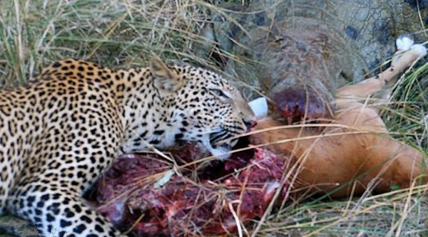 美洲小猎豹与巨鳄争食羚羊