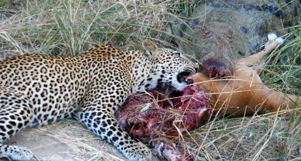 美洲小猎豹与巨鳄争食羚羊