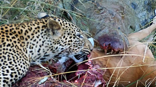 美洲小猎豹与巨鳄争食羚羊