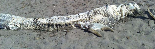 ��������̲����4�׳������֡�ʬ��