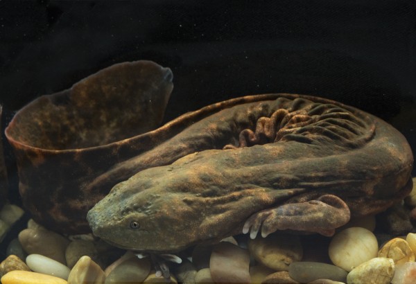 Giant salamanders called hellbenders have been given a “head start” to reverse d