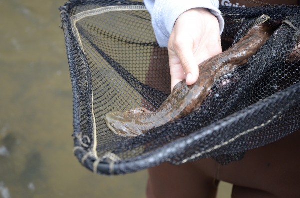 Scientists hope that reintroduced hellbenders will bolster flagging wild populat