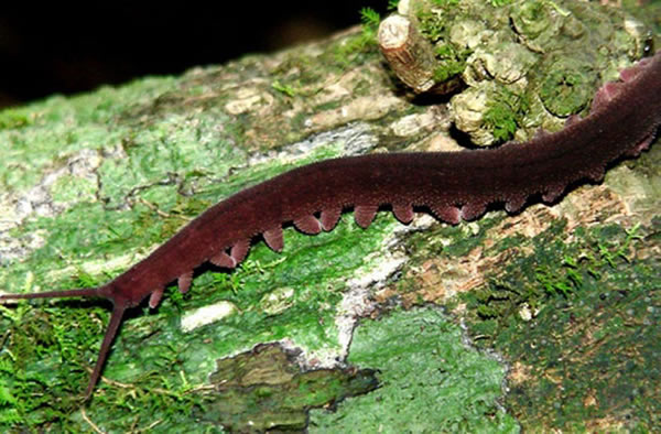 The new species, Eoperipatus totoros, is the first velvet worm to be described f