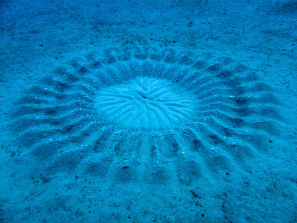 A male pufferfish (center) made this nest to lure females in Japan in 2012.