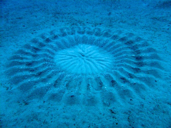 A male pufferfish (center) made this nest to lure females in Japan in 2012.