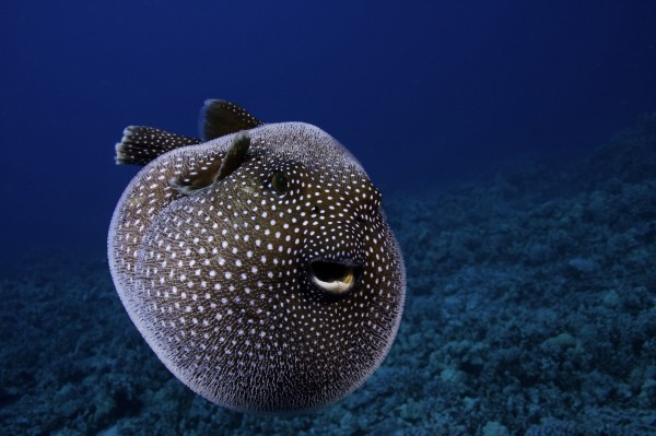 A guineafowl pufferfish swims in Hawaiian waters. Photograph by David Fleetham,