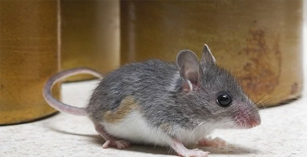 人类活动可能对于城市与乡村环境小型哺乳动物的大脑发育差异有直接关系