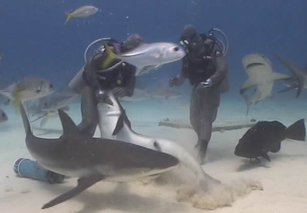 潜水员冒险伸手入鲨鱼口取鱼钩