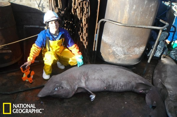 拟猫鲛科种类小齿拟皱唇鲨(学名:Pseudotriakis microdon)