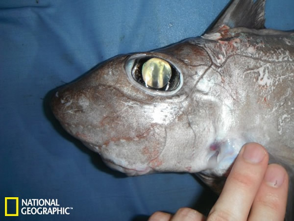 银鲛目(学名:Chimaeriformes)的一个新种