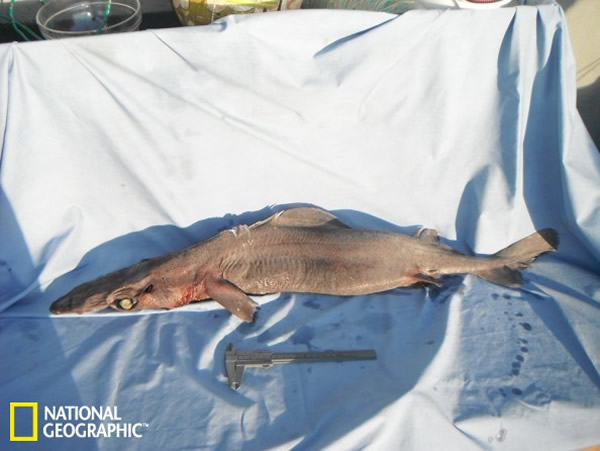 喙吻田氏鲨(学名:Deania calcea)