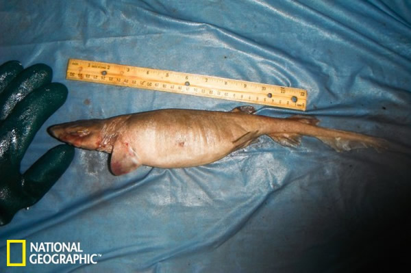 猫鲛科盾尾鲨属(学名:Parmaturus)的一个新物种