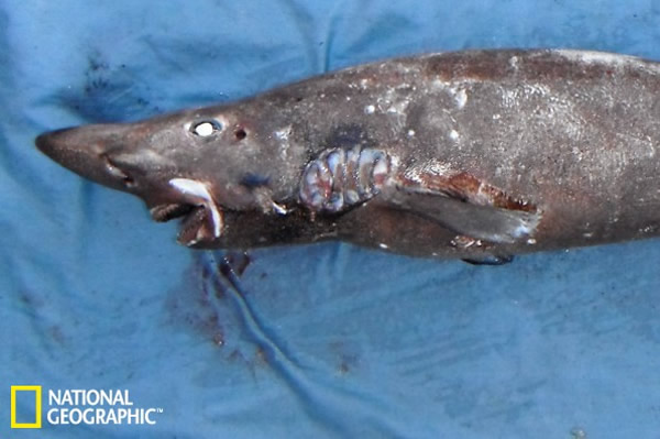 猫鲛科的又一个新物种