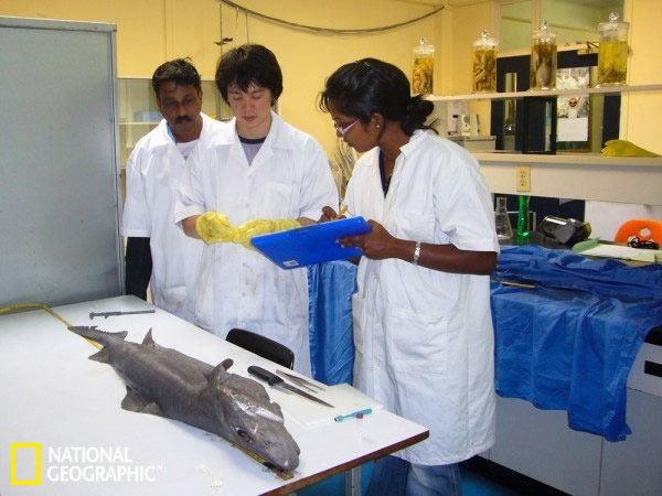鲨鱼学家保罗·柯乐金正在与毛里求斯阿尔比恩渔业研究中心的同事讨论如何研究这条鲨鱼