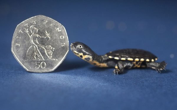 �ճ���һ�����ڵ��޵ٵ��߾��꣬��������Ӳ�Ҵ�С�൱