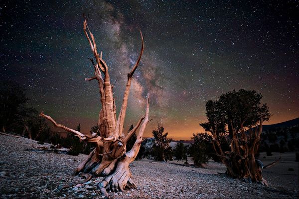 美国加州怀特山脉一颗有几百年历史的狐尾松