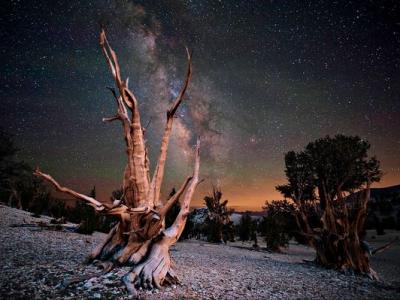 美国加州怀特山脉一颗有几百年历史的狐尾松