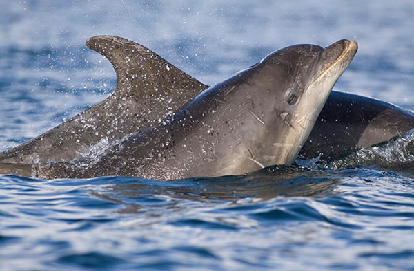 Mass Dolphin Deaths Linked to Measles-Like Virus