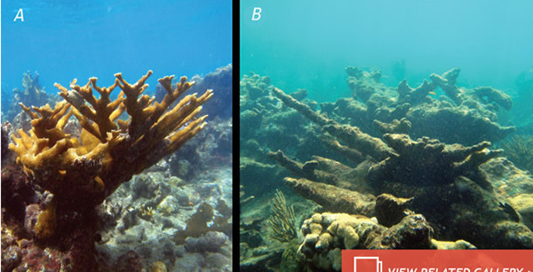 Ocean Acidification: More Than Just Corals at Risk