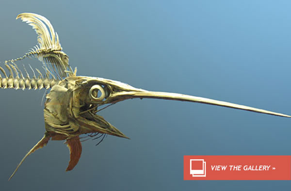 Deep Sea Mercury Mystery Solved