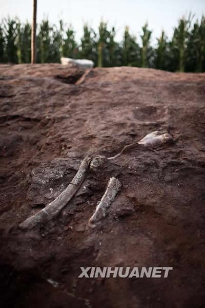 山东省莱阳市再次出土大量恐龙化石