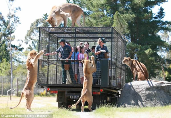 新西兰一动物园将游客关进铁笼观赏狮子