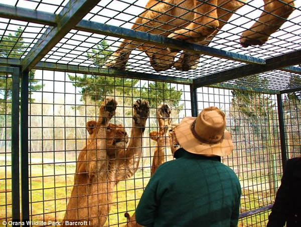 新西兰一动物园将游客关进铁笼观赏狮子