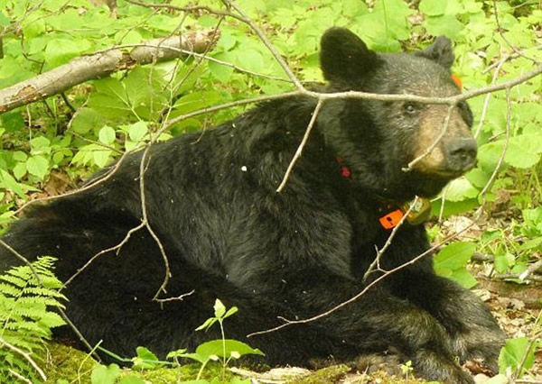 ��������Ұ������40������Ȼ����