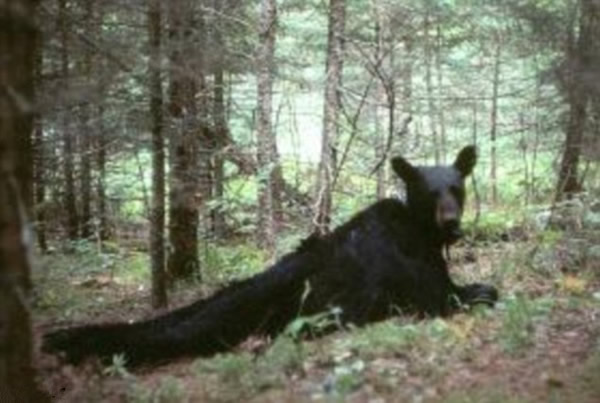 ��������Ұ������40������Ȼ����