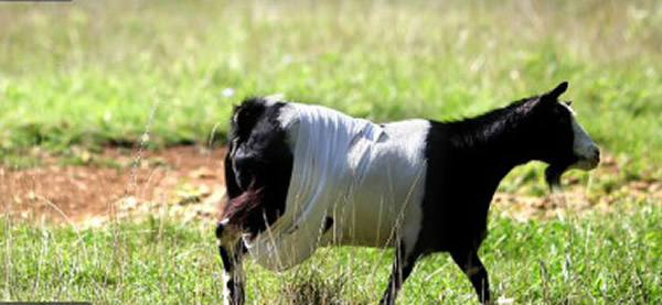 美国一只母羊因乳房过大获特制<em>胸罩</em>助行走 - 神