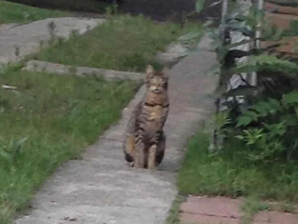 ���������ɾ���������һֻ����è�ƶ���