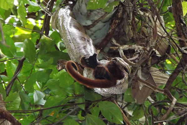 巴西亚马逊森林西部首次目击蟒蛇捕食灵长类动物吼猴的场景