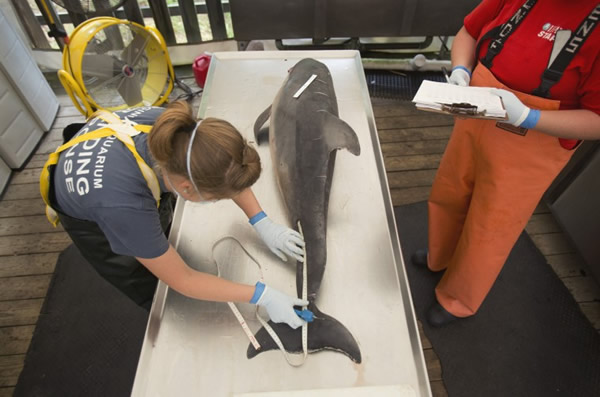 研究称美国海豚死于鲸类麻疹病毒