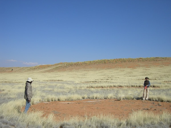 仙女圈之谜又有新解释:植物之间的竞争