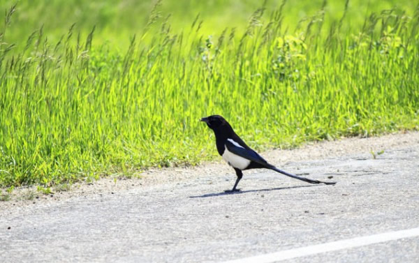 鸟类也注意限速
