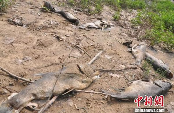 宿鸭湖岸边不少三四斤重的死鱼没被深埋处理,已经腐烂,臭气熏天。