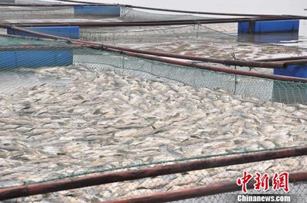 宿鸭湖库区养鱼网箱内仍有大量死鱼没打捞上岸。