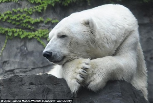 ����ŦԼ���빫԰����԰���Ǳ����ܡ���˹����ǰ��ʵʩ�˰�����