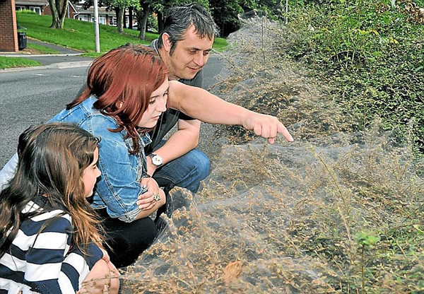 英国貂蛾幼虫夜织4.5米虫网盖篱笆