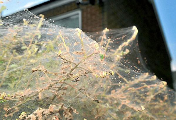 英国貂蛾幼虫夜织4.5米虫网盖篱笆