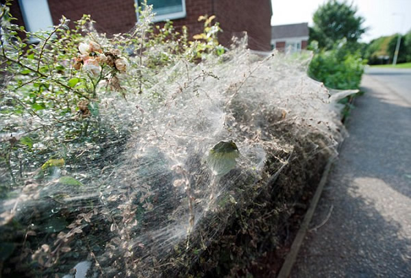 英国貂蛾幼虫夜织4.5米虫网盖篱笆