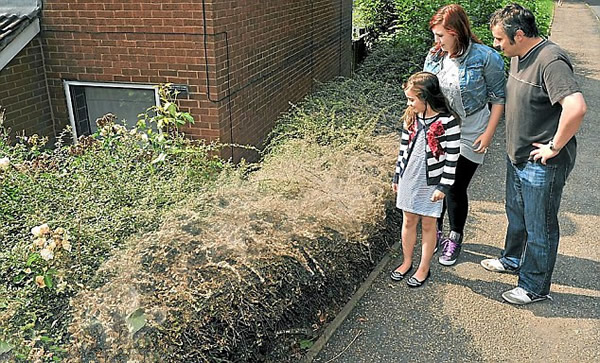 英国貂蛾幼虫夜织4.5米虫网盖篱笆