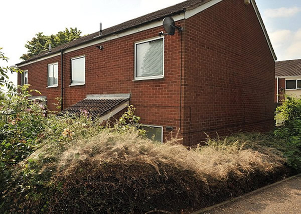 英国貂蛾幼虫夜织4.5米虫网盖篱笆